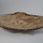downs_poplar