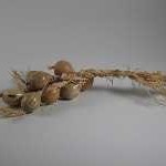 th_knowles_onions