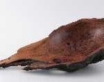 th_rex_burl